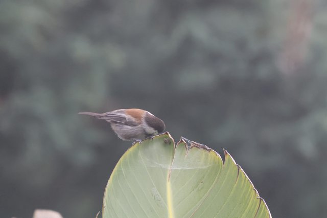 Chestnut-backed Chickadee Perched on Banana Leaf