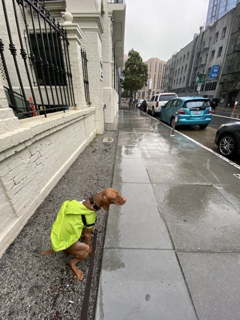 Yellow-Vested Pup on the City Sidewalk