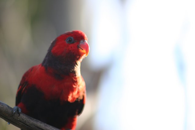 Red Parakeet Perched on Branch