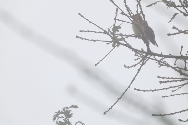 Solitary Bird Perched on Bare Winter Branch