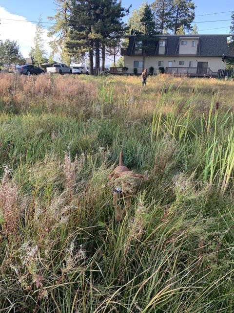 Lone Fire Hydrant in a Grassy Field