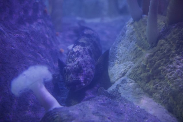 Mystical Depths: Underwater Spectacle at the Monterey Bay Aquarium