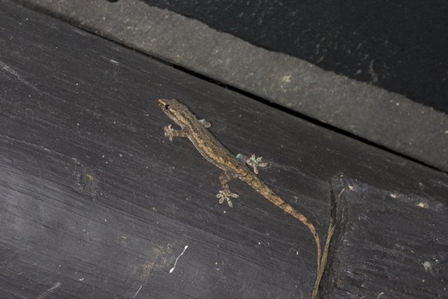 Tiny Gecko Clinging to Wooden Wall