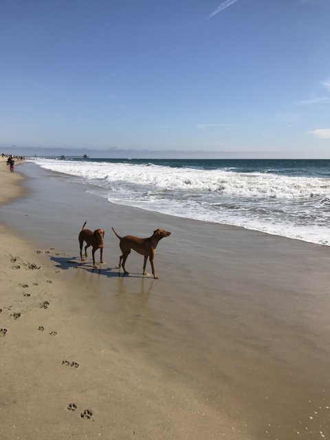 Sunny Stroll Along Huntington Dog Beach