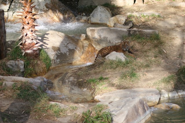 Majestic Tiger Strolling Along Rocky Creek