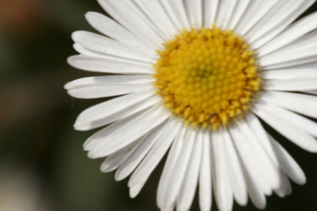 Close-Up of a White Daisy with Yellow Center