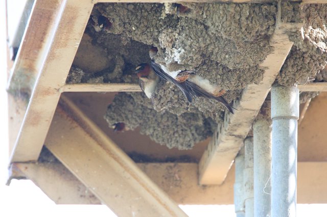 Barn Swallows Nesting Under Bridge Structure