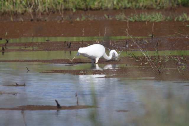 Royal Spoonbill Foraging in Shallow Wetland Waters