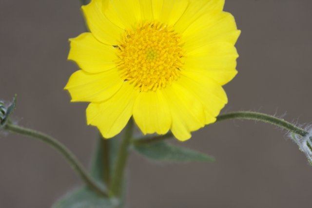 Yellow Daisy in Full Bloom