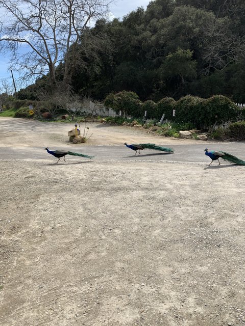 Peacocks on a Paved Path