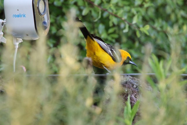 Hooded Oriole Perches Near Security Camera in Backyard