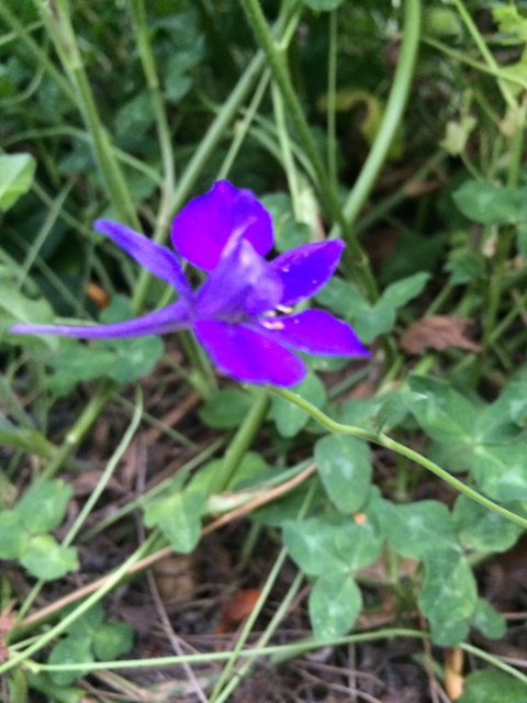 Purple Geranium in the Altadena Wilds