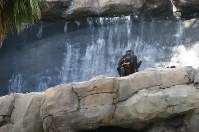 Majestic Ape at Waterfall
