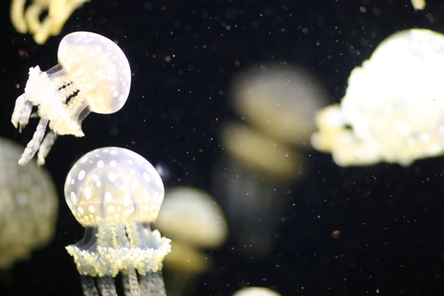 Mystical Jellyfish in their Aqua Kingdom