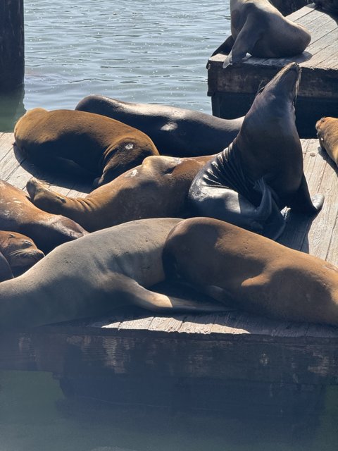 Maritime Melody: Sea Lions at Rest on San Francisco Dock