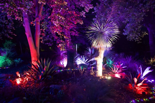 Enchanted Nightscape