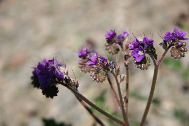 Purple Field Blooms
