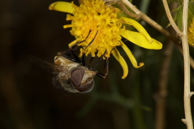 A Pollen-Loving Visitor