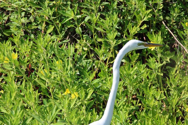 Great Egret Hunting in Wetland Vegetation