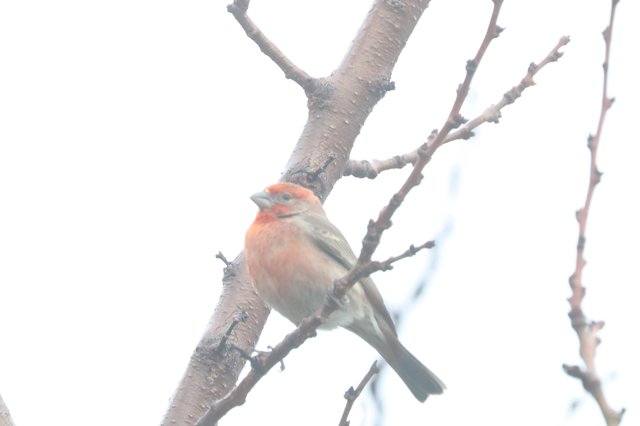 House Finch Perched on Winter Branch