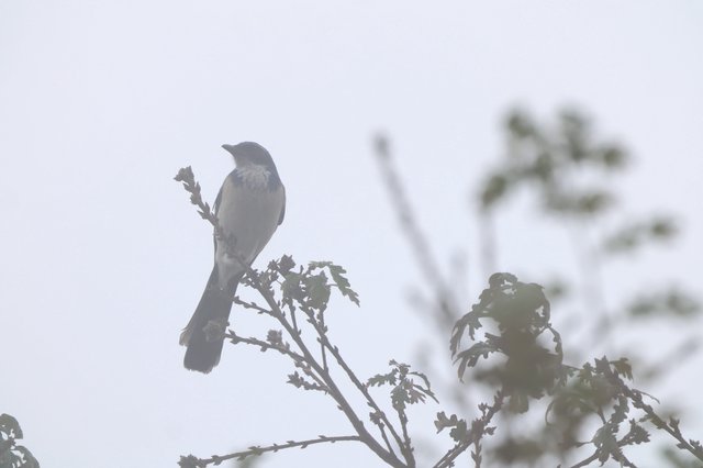 Scrub Jay Perched on Oak Branch in Overcast Light
