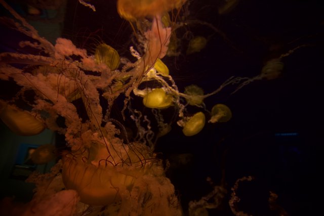 Mesmerizing Jellyfish at the San Diego Zoo Aquarium
