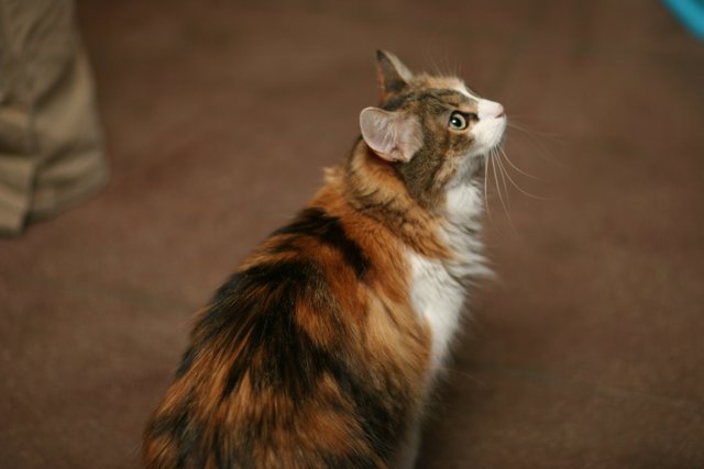 Calico Manx Cat Admiring Hardwood Floor