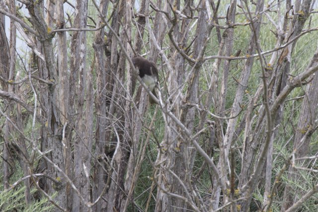 Hidden Amongst the Branches