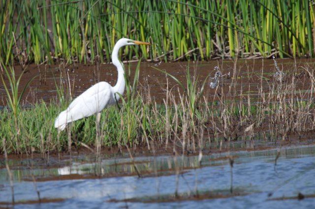Great Egret Hunting in Wetland Marsh Grasses