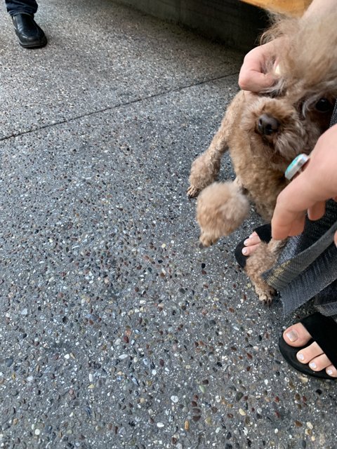 Cute Poodle Puppy in Sandals