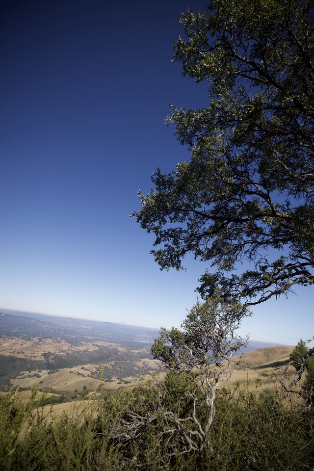 Oak Tree Vista Over Golden California Valleys