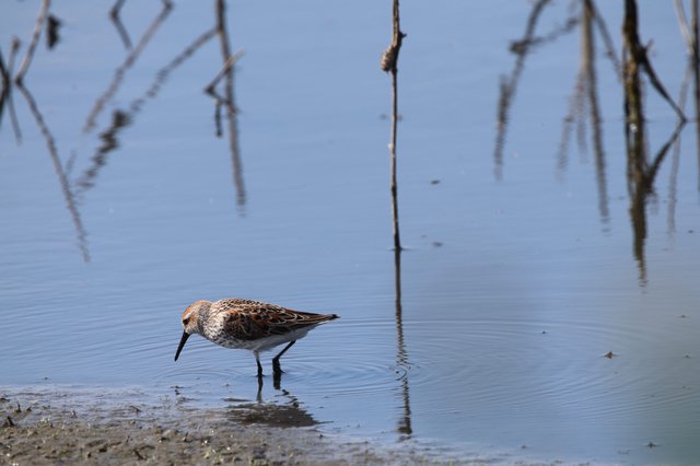 Little Stint Foraging in Shallow Wetland Waters