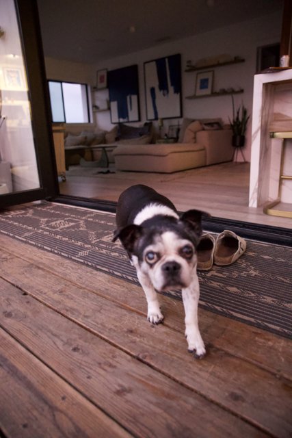 Canine Chic in L.A: Pooch in the Living Room