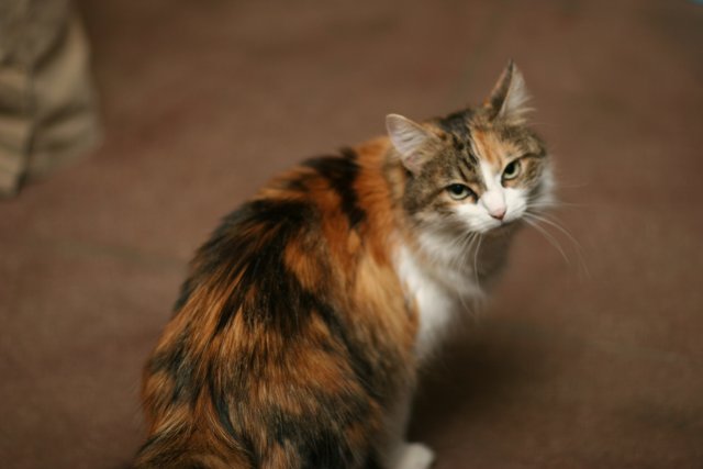 Calico Cat on Hardwood Floor