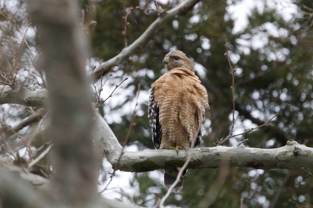 Red-Shouldered Hawk Perched in Winter Tree