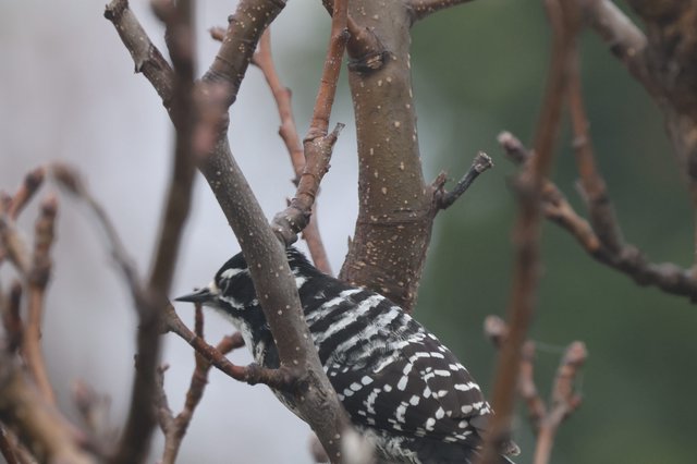 Downy Woodpecker Foraging Among Winter Branches