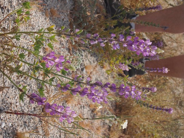 Standing Amongst the Purple Wildflowers of Anza Penelope