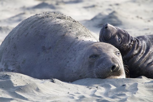 Elephant Seal Mother and Pup Bonding on Beach