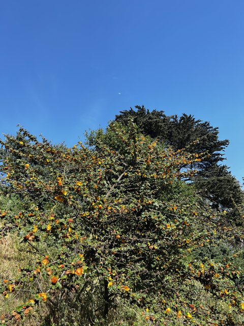 Blooming Oak Tree under Blue Skies
