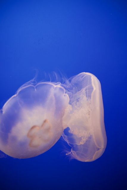 Translucent Beauty at Monterey Bay Aquarium