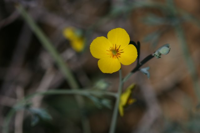 A Lone Yellow Geranium Flower