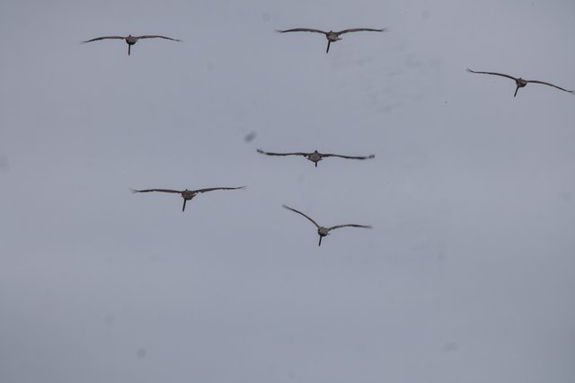 Flock of Sandhill Cranes Soaring Through Overcast Sky