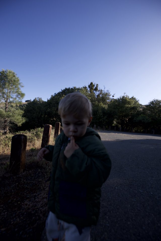 Curious Toddler Exploring Mount Diablo's Rustic Trail