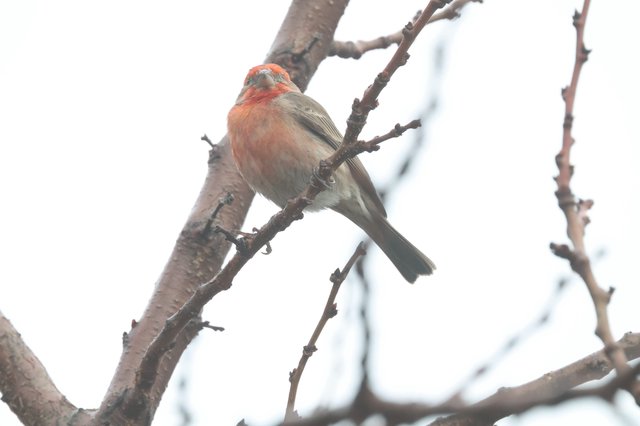 Male House Finch Perched on Winter Branch