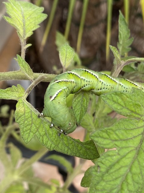 Green Caterpillar on a Plant