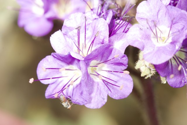 Buzzing Bee on Purple Flower