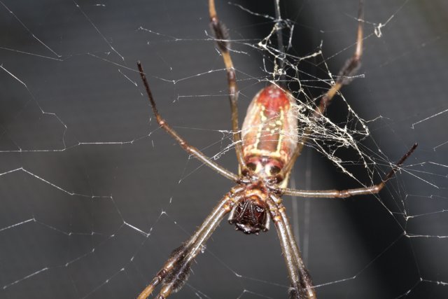 Garden Spider on a Web