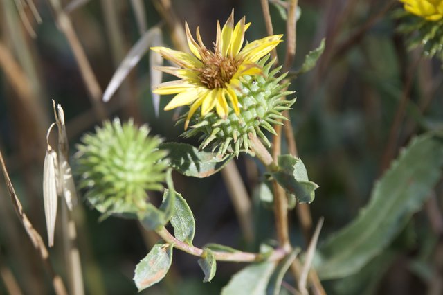 Spiny Sunflower Buds at Mount Diablo Wilderness