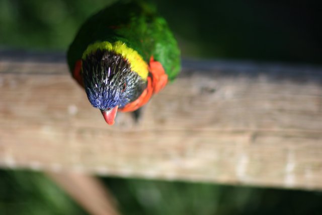 Colorful Bird on Fence