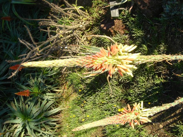 A Beautiful Agavaceae Plant